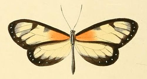 Napeogenes tolosa